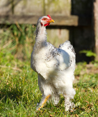 Baby chick on the green grass