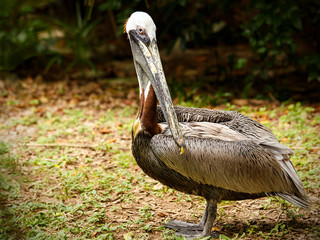 White pelican bird