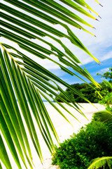 Jungle and Sea Coconut Getaway