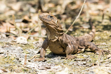 Small lizard