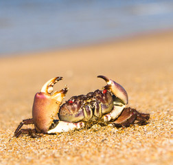 By the Sea Alien Creature