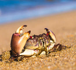 On the Shore Menacing Eyes