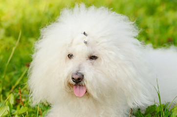 Bichon bolognese relax in the park at sunset