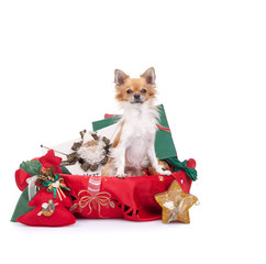 Fototapeta na wymiar Chihuahua Christmas portrait