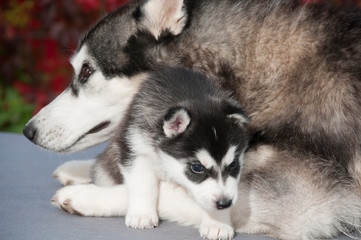 Husky Mama mit Puppy
