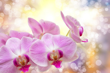 orchid flower