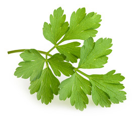 parsley isolated