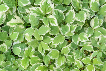 variegated leaves as background