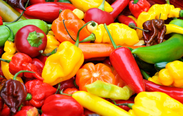 colorful mix of the freshest and hottest chili peppers - 71667008