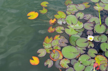 lily pads on the water