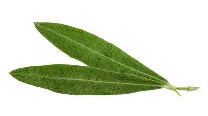 olive leaves isolated on white