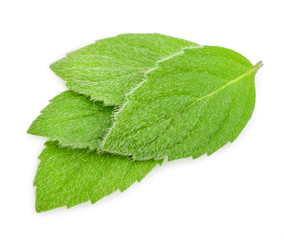 mint leaves isolated