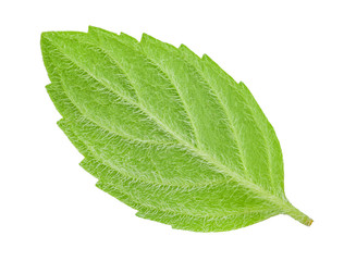 back side of leaf mint isolated