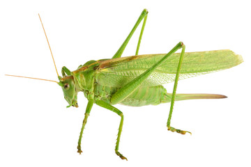 grasshopper isolated - Tettigonia viridissima