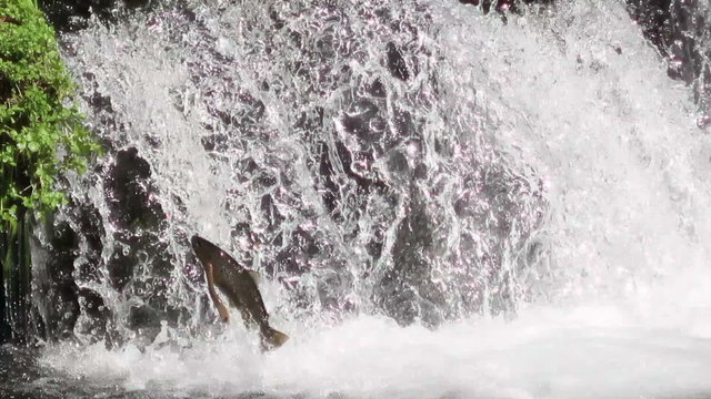 Brown Trout jumping over waterfall