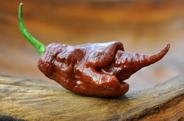 trinidad scorpion chili pepper - 71667649
