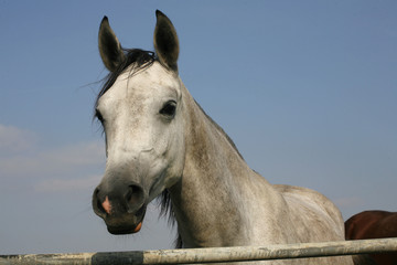 Obraz premium Close-up of a gray arabian horse in summer paddock
