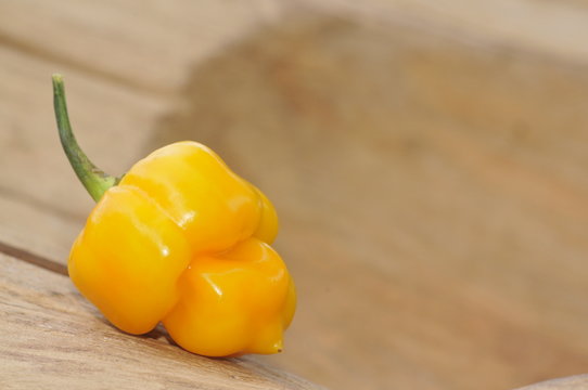 trinidad scorpion yellow chili pepper