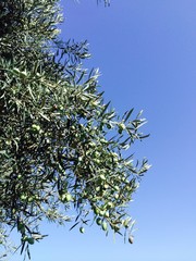 Green Olives on a branch
