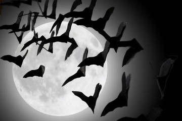 bats fluttering