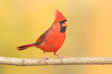 Male Cardinal On A Branch
