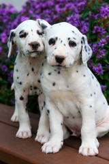 Two Dalmatian puppies on bench