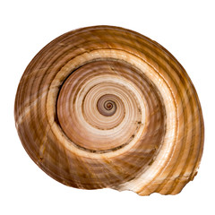Sea Shell on White Background