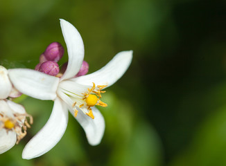 flowering lemon