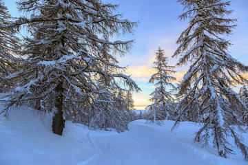Winter forest in Alps near Vogel sky center in Slovenia