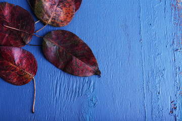 Dark red leaves on blue wooden background