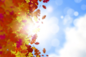 Autumn leaves