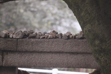 鳥居の上に石
