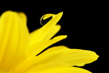 Water drop on yellow flower on dark background