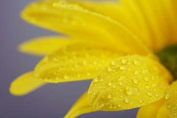 Water drops on yellow flower on light background