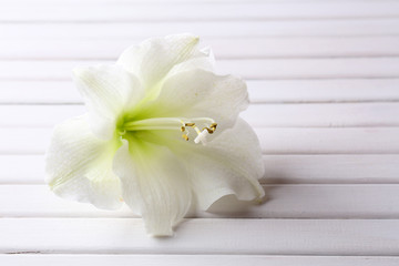 Lily flower on wooden background