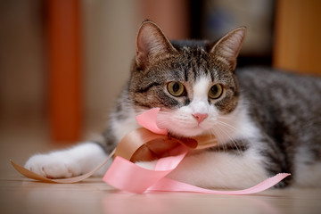 Striped with white a cat with tapes.