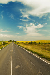 Road through the yellow sunflower field