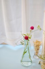 センニチコウ　ラズベリーフィールド