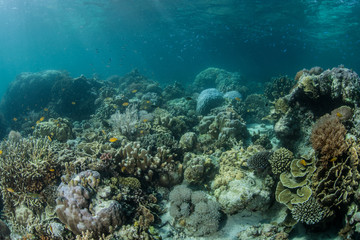 Naklejka na ściany i meble Reef in the Philippines
