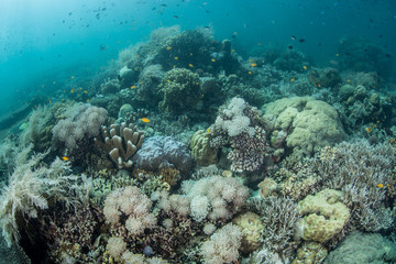 Obraz na płótnie Canvas Beautiful Coral Reef