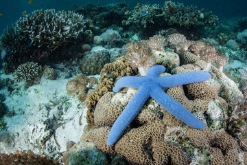 Naklejka premium Blue Sea Star on Coral