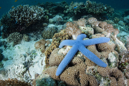 Blue Sea Star On Coral