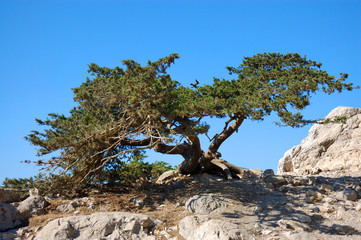 Дерево на камнях