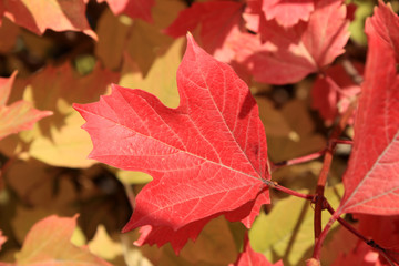 Autumn colors. Red leaf of viburnum