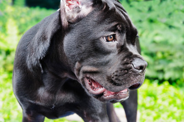 Black French bulldog