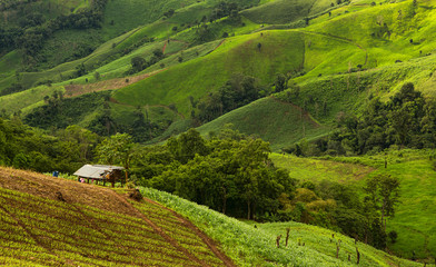 landscape with green corn field, forest, mountains