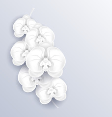 Brunch of beautiful orchids ,paper craft, template with copy spa