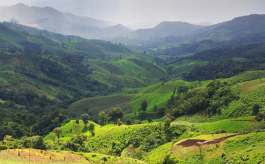 Fototapeta premium landscape with green corn field, forest, mountains