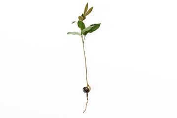Longan Tree seedling with big roots