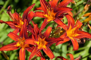 Red lily flowers